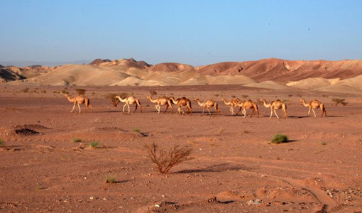 Feynan EcoLodge