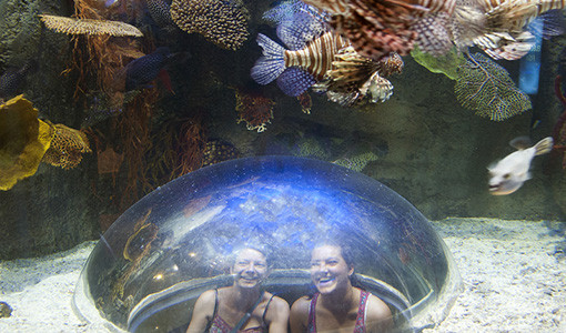 Underwater world zoo, Dubai.