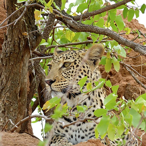 Leopard in Kruger National Park.