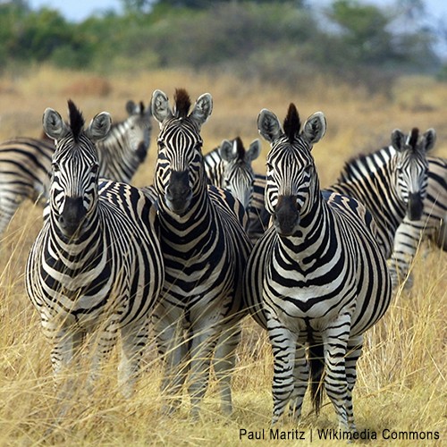 Zebra in Botswana